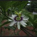 Passionfruit flower by kerenmcsweeney