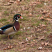 Wood ducks in the yard_9783rsz by rontu
