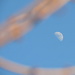 Moon through the tree branches! by homeschoolmom