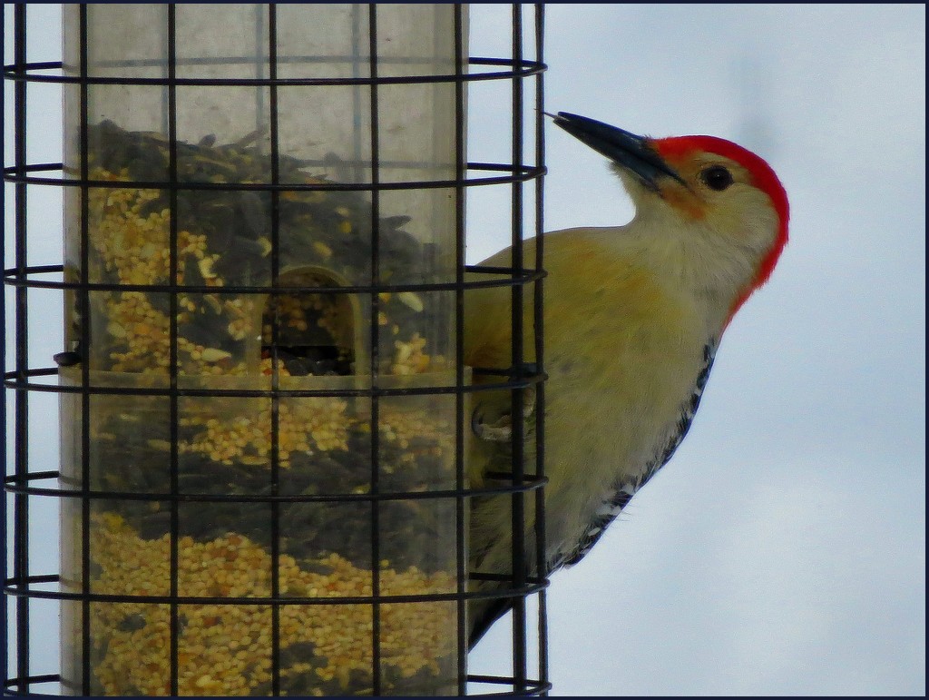 Red Bellied Woodpecker by olivetreeann