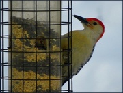 27th Jan 2015 - Red Bellied Woodpecker