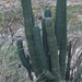 Cabo Cactus by markandlinda