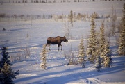 27th Jan 2015 - Moose