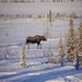 Moose by jetr