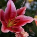 lily in flower arrangement  by quietpurplehaze