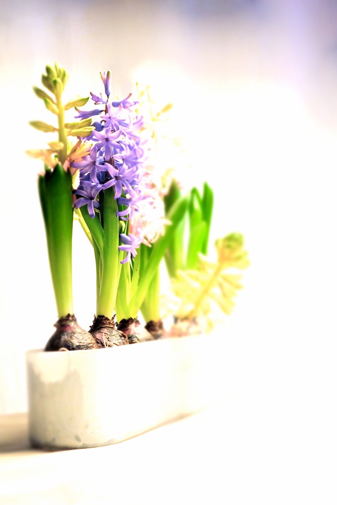 First hyacinthus. by cocobella