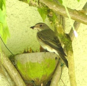 25th Jan 2015 - Spotted Flycatcher and Chicks