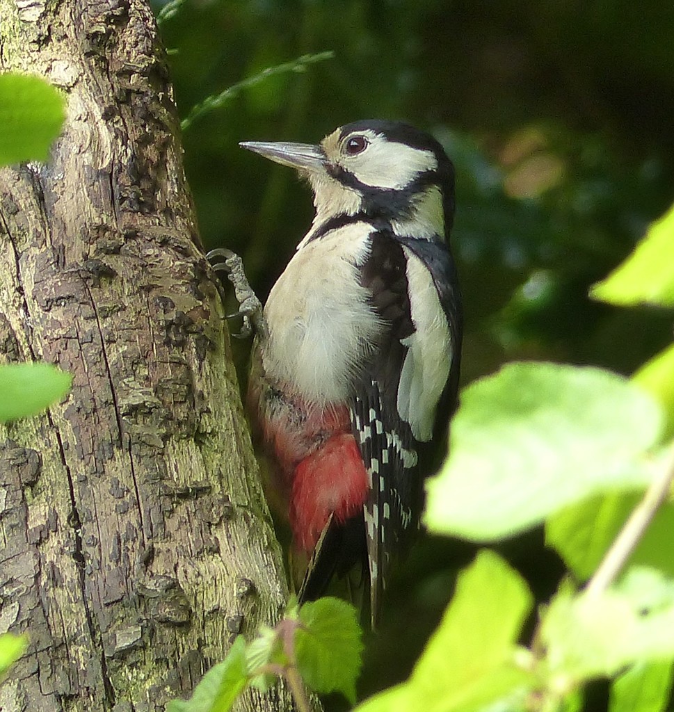Greater Spotted Woodpecker  by susiemc