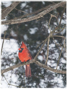 28th Jan 2015 - Winter Cardinal
