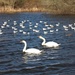 28 January 2015 Swans and their mates at Moors Valley Lake by lavenderhouse