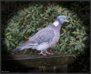 28th Jan 2015 - Common Wood Pigeon