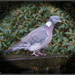 Common Wood Pigeon by pcoulson