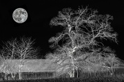 28th Jan 2015 - The Moon Tree...