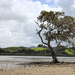 Lone Mangrove tree by rustymonkey