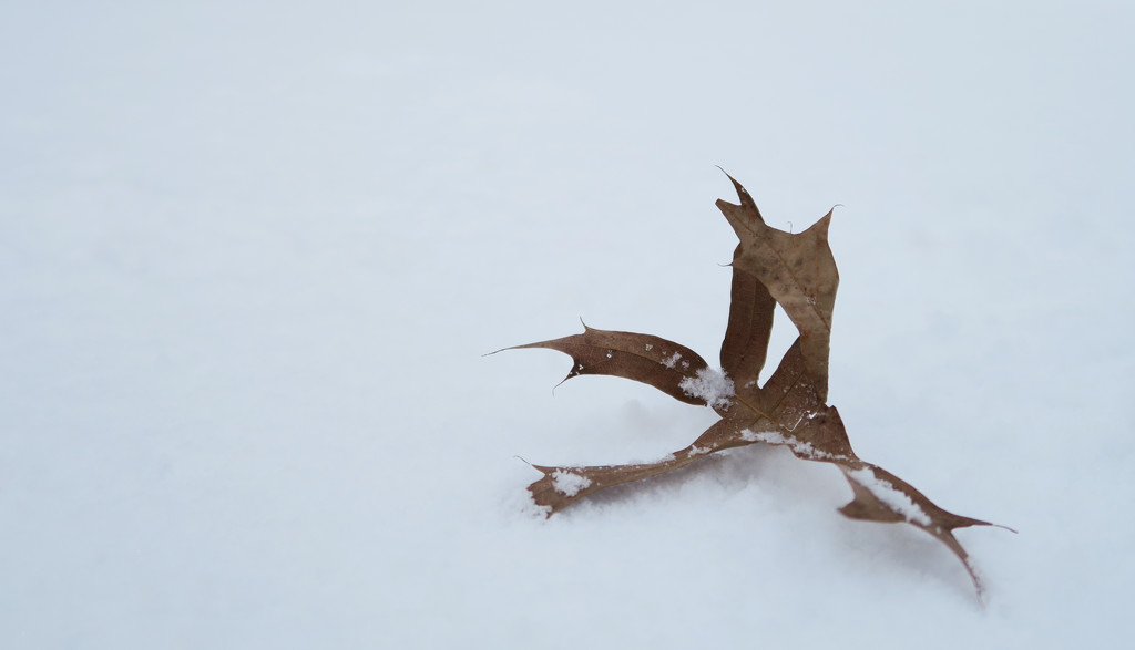 A Dead Leaf in the Snow by april16