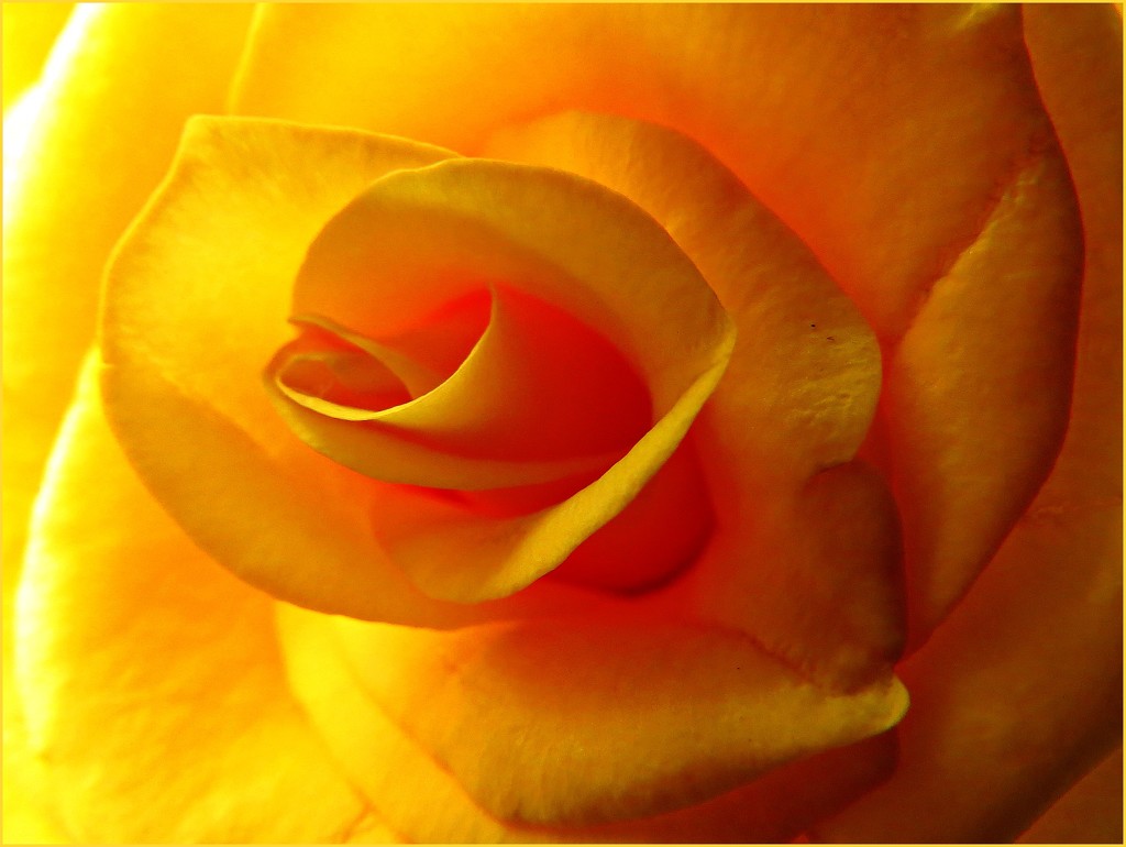 Yellow Rose by olivetreeann