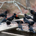 Redwing Blackbirds_9762 by rontu