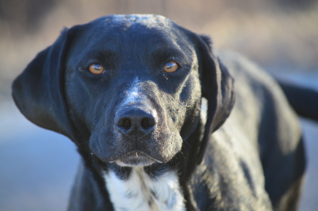 Country Dog by kareenking