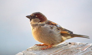 28th Jan 2015 - By My Kitchen Window