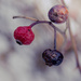 Berries by ukandie1