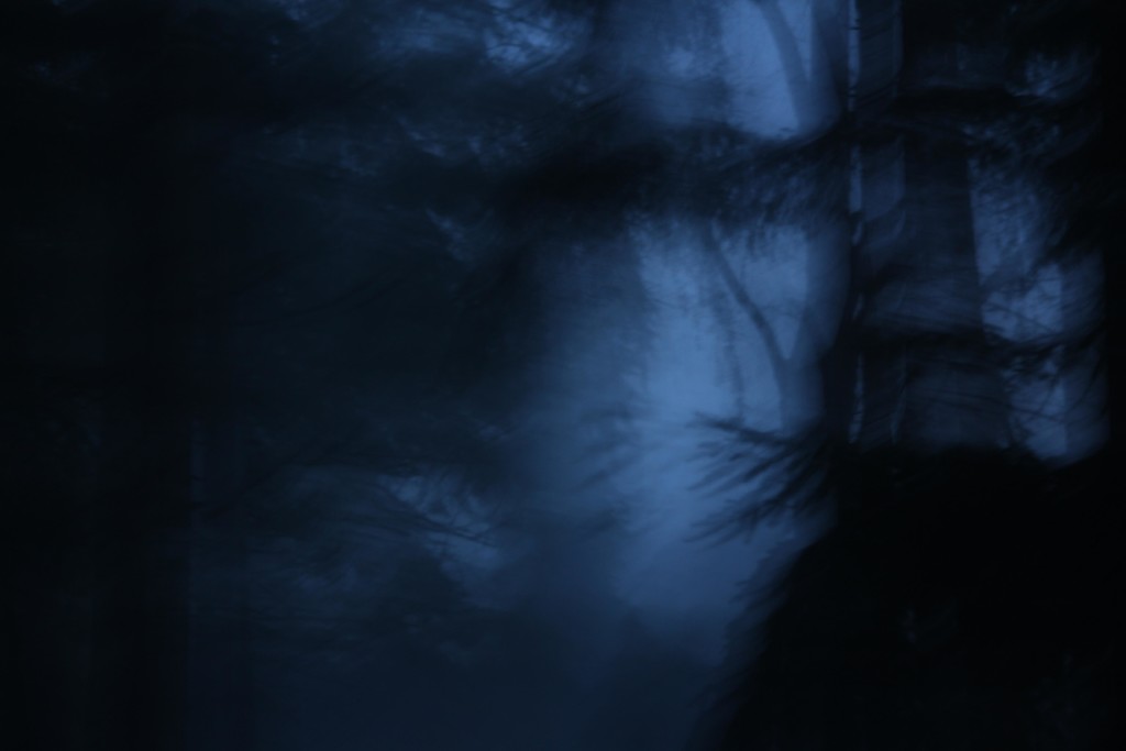 Blue Forest Blur by nanderson