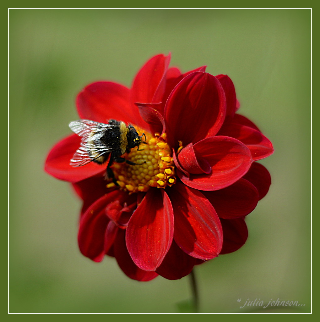 Dahlia and bumblebee by julzmaioro