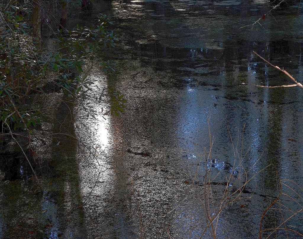 Swamp and light, Caw Caw County Park, Charleston County, South Carolina by congaree