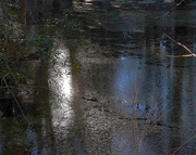 29th Jan 2015 - Swamp and light, Caw Caw County Park, Charleston County, South Carolina