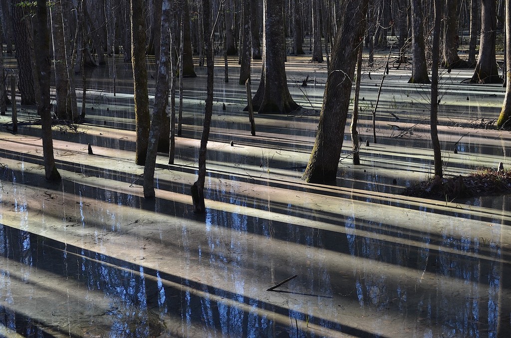 Swamp shadows, Caw Caw County Park, Charleston County, South Carolina by congaree