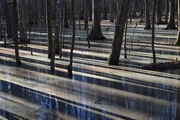 29th Jan 2015 - Swamp shadows, Caw Caw County Park, Charleston County, South Carolina