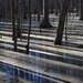 Swamp shadows, Caw Caw County Park, Charleston County, South Carolina by congaree
