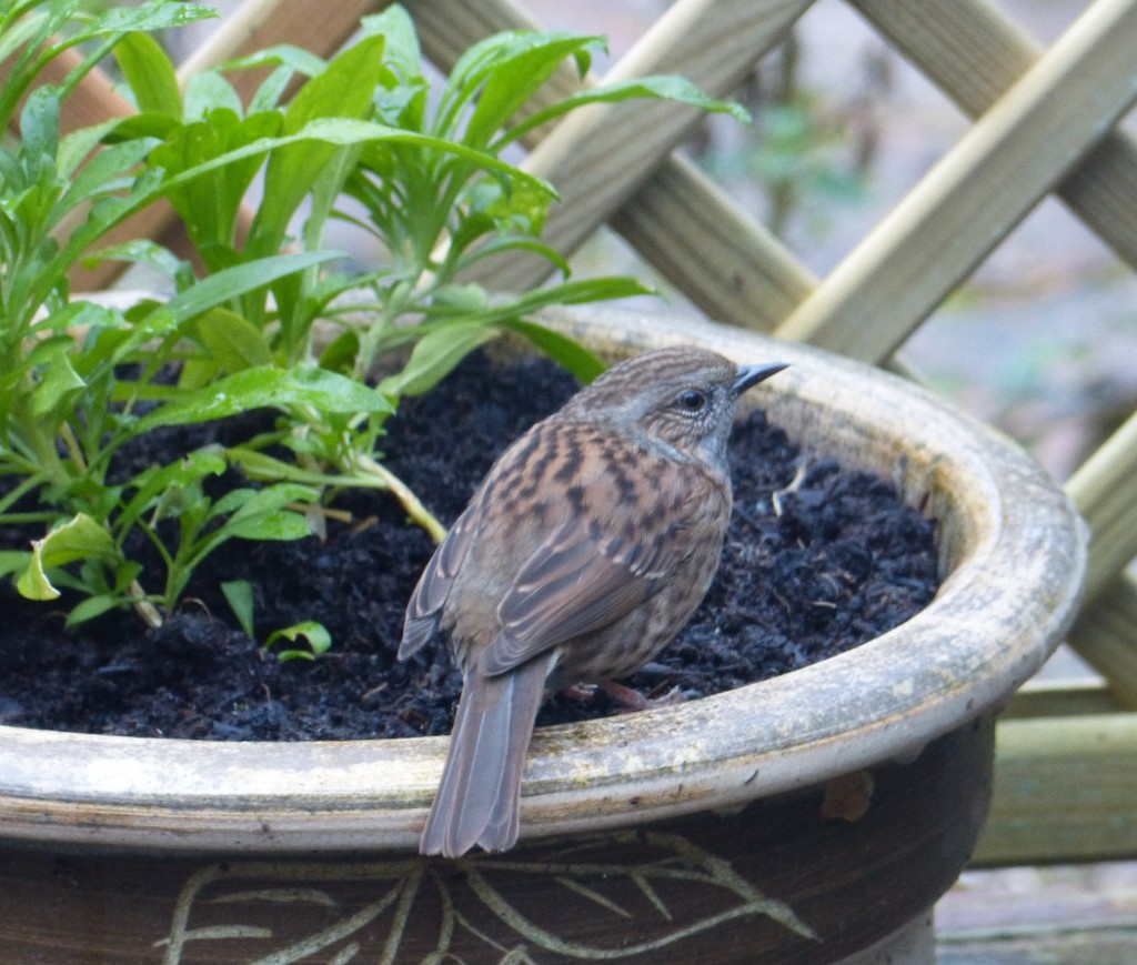 a house sparrow in a garden pot by quietpurplehaze
