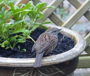 29th Jan 2015 - a house sparrow in a garden pot