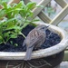 a house sparrow in a garden pot by quietpurplehaze