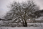 29th Jan 2015 - tree and snow