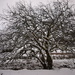 tree and snow by christophercox
