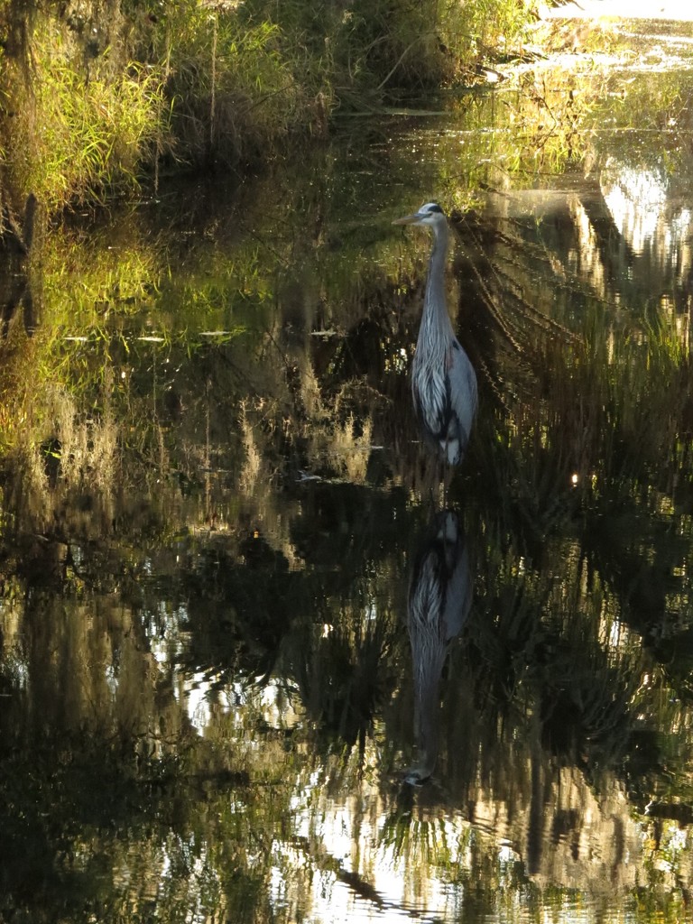 Great Blue Heron in the Shadows by rob257