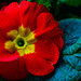 Red Primula by elisasaeter