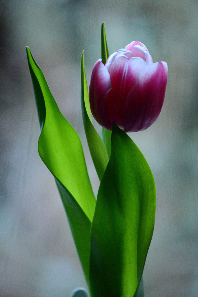 Tulip by richardcreese