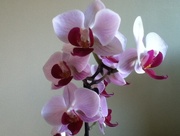 29th Jan 2015 - Orchid