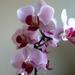 Orchid by flowerfairyann