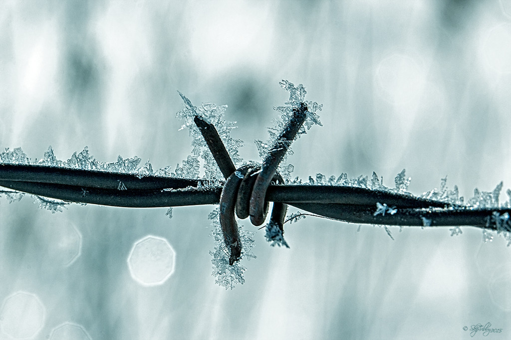 Frosty Barbed Wire by skipt07