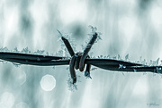 29th Jan 2015 - Frosty Barbed Wire