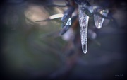 29th Jan 2015 - Icicle