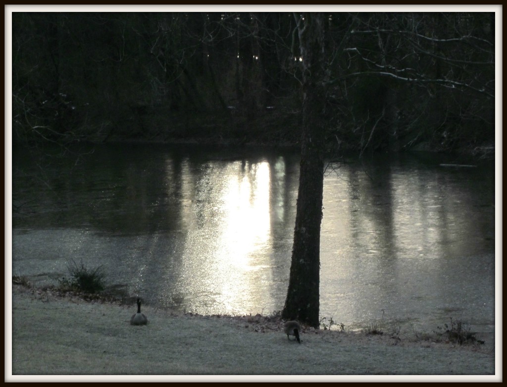 Geese at the River by allie912