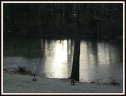 30th Jan 2015 - Geese at the River