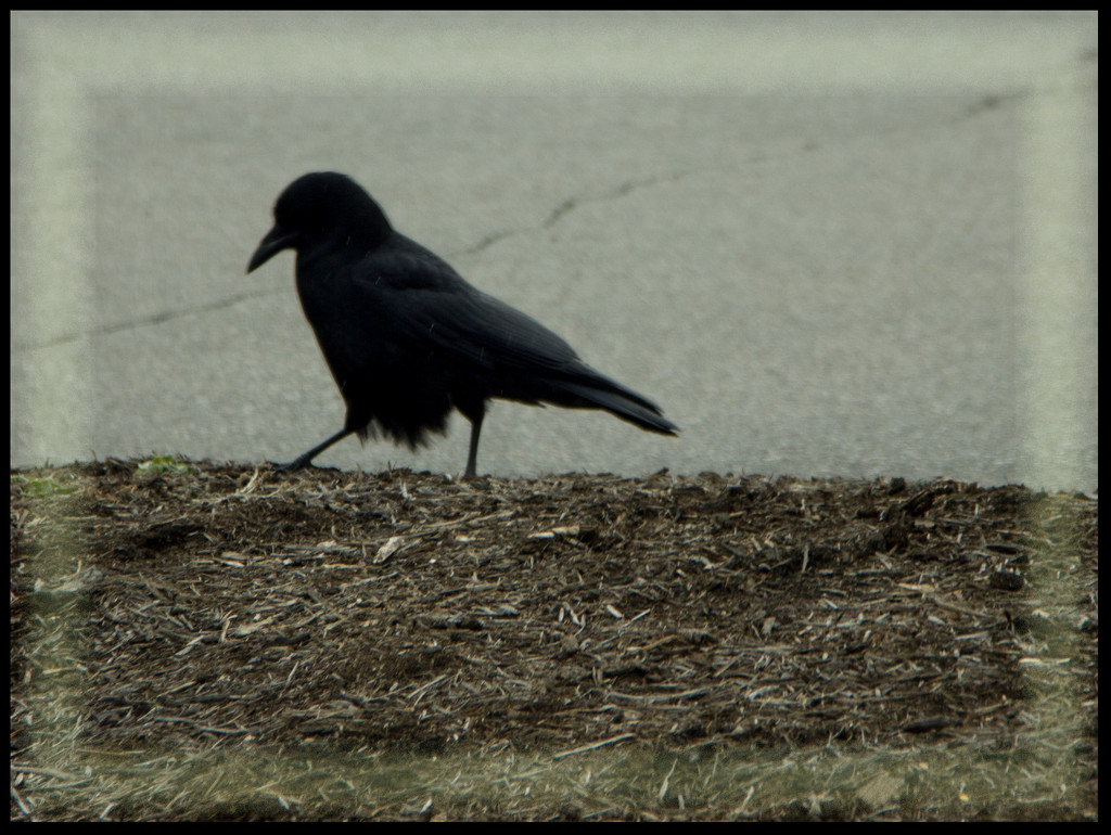 TBTH-The Crow by randystreat