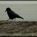 TBTH-The Crow by randystreat
