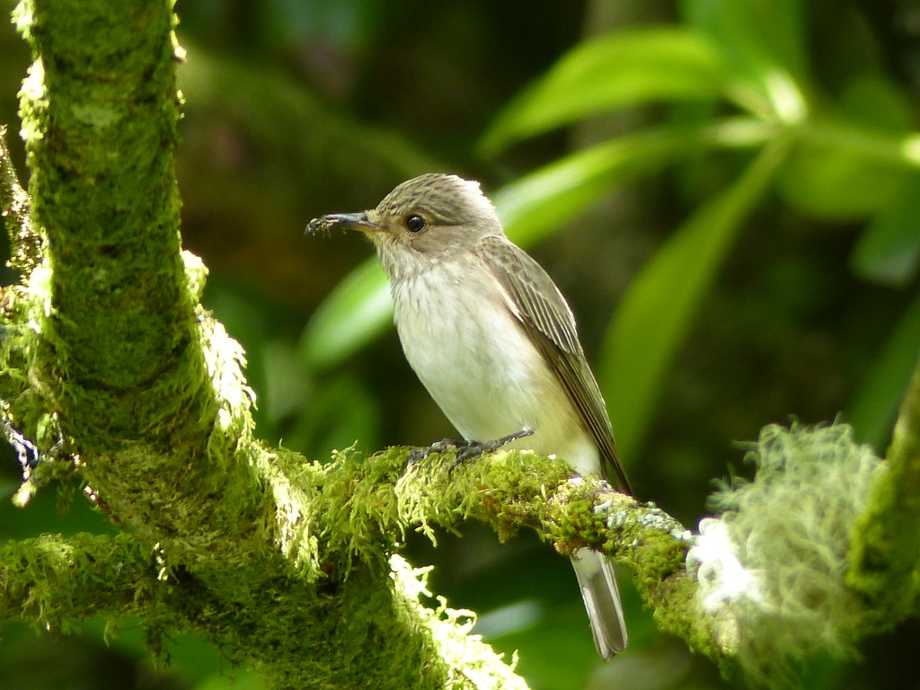  Spotted Flycatcher (with fly!) by susiemc