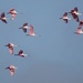 Roseate Spoonbills Flying by annepann